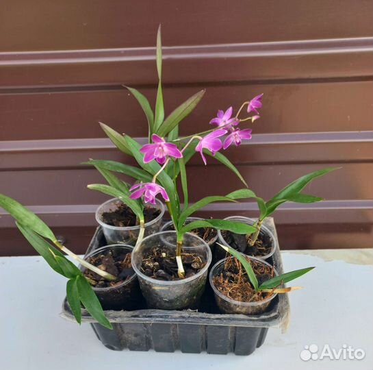 Дендробиум