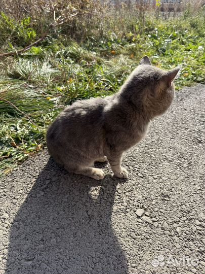 Коты в добрые руки бесплатно