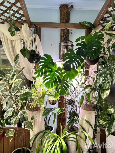 Комнатные растения