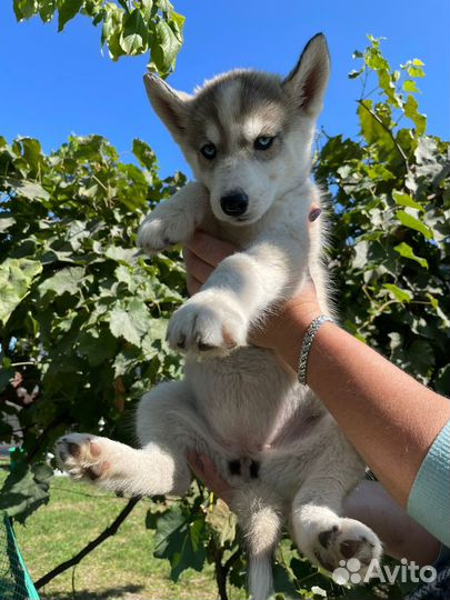 Щенки сибирской хаски