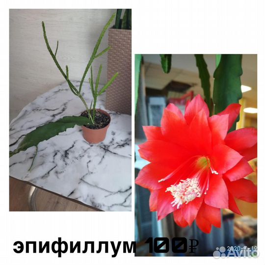 Комнатные растения цветы
