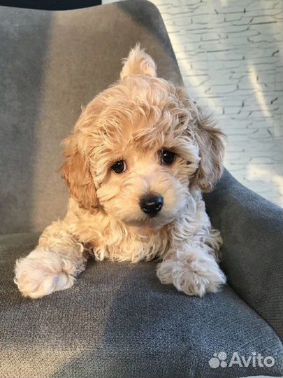 Карликовый пудель