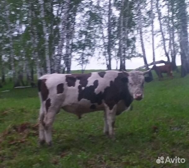 Телята и бык 1.5года