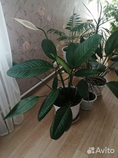 Спацифилум