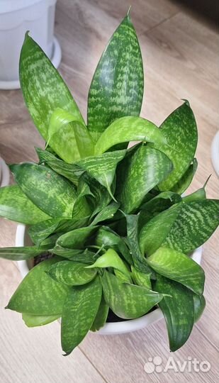 Цветы комнатные