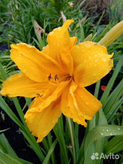 Лилейники сортовые