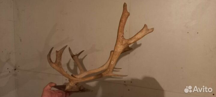 Рога оленя и лося