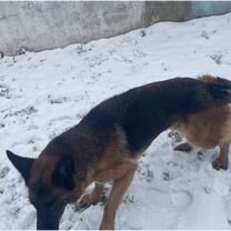 Немецкая овчарка, взрослая собака