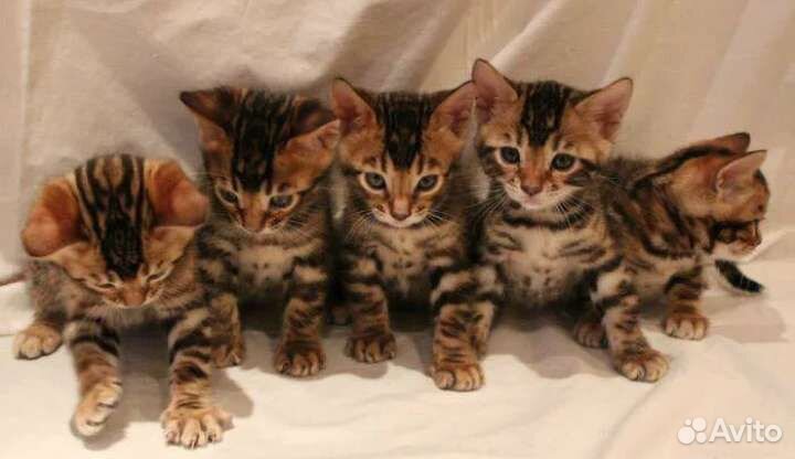 Бенгальские котята