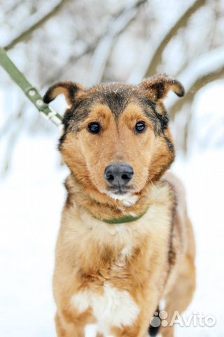 Собака Лобзик в добрые руки