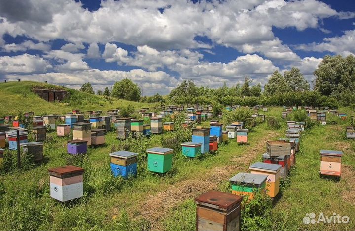Мед натуральный алтайский опт