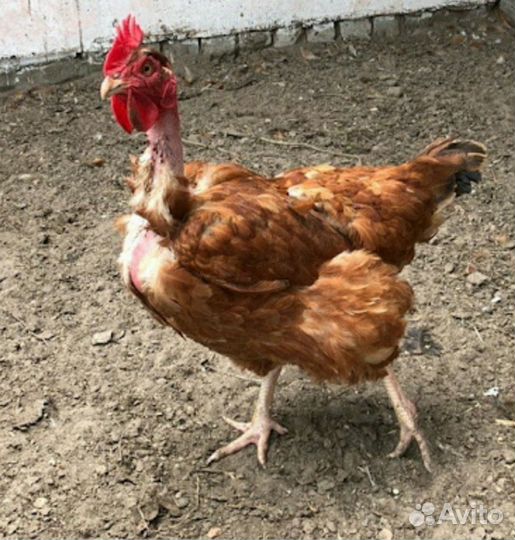 Петух Голошейный