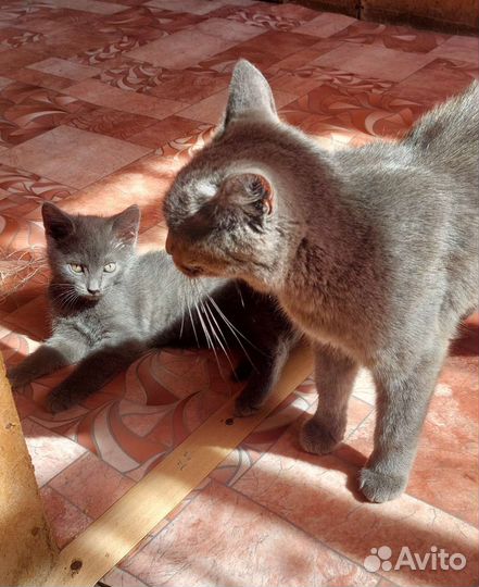 Котик серый