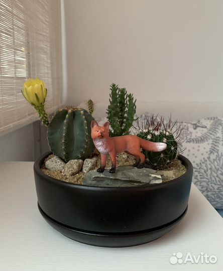 Кактусы и суккуленты. Композиция