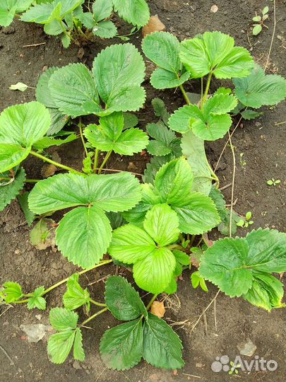 Рассада клубники