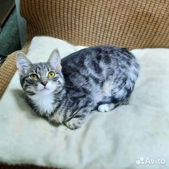 Кошки в добрые руки бесплатно