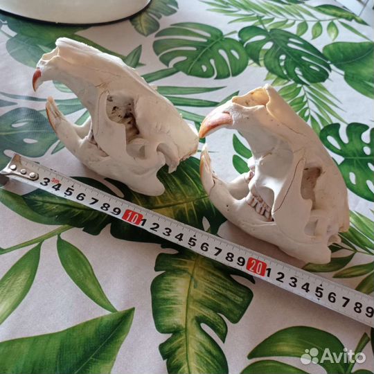 Череп животного