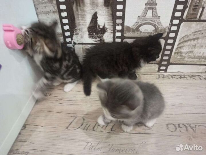 Котята сибирской кошки