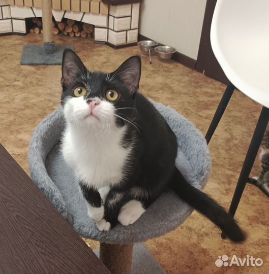 Мартин ищет семью