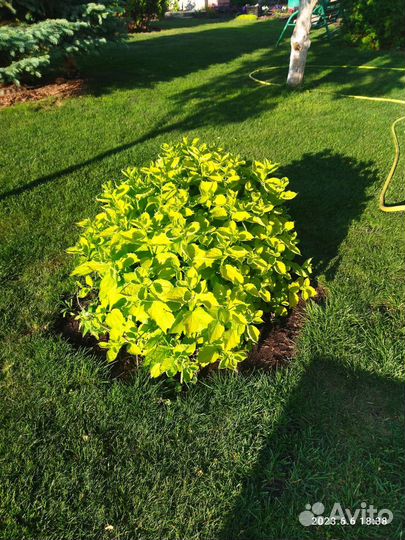 Гортензия саженцы