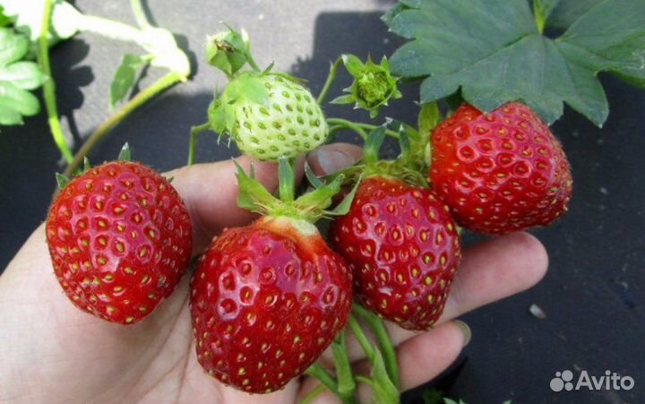 Саженцы клубники ранней