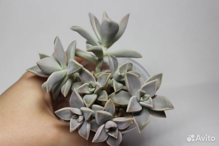 Суккуленты 2