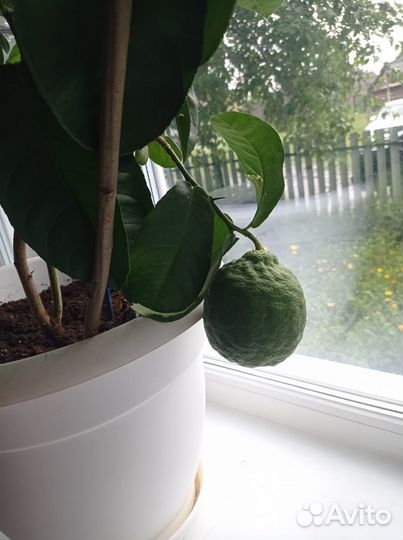 Лимонное дерево привитое