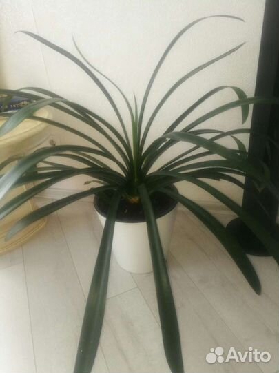 Кливия Киноварная