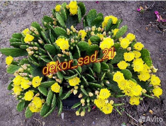 Опунция 4 сорта почта/сдек