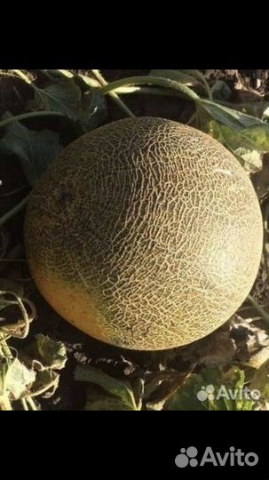 Дыня славия