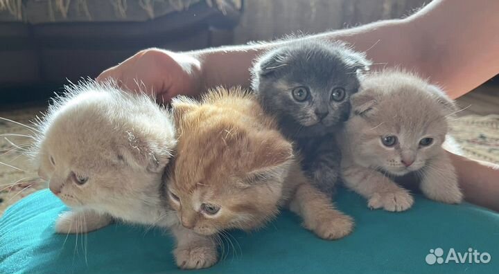 Шотландские котята