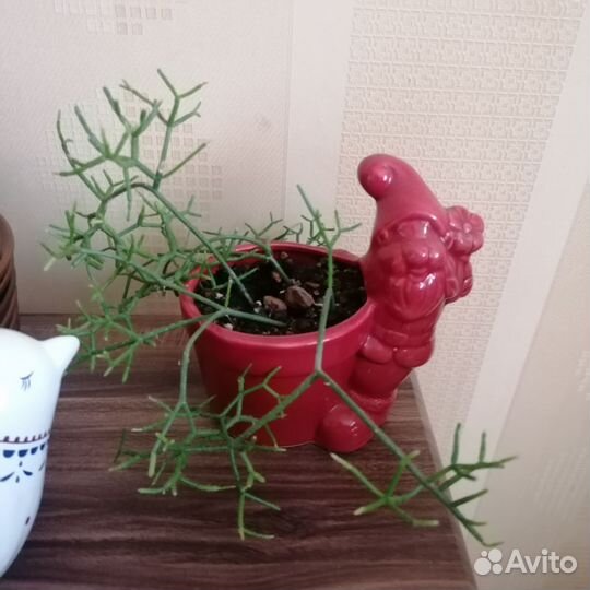 Хатиора