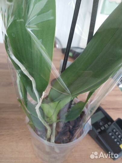 Орхидея фаленопсис