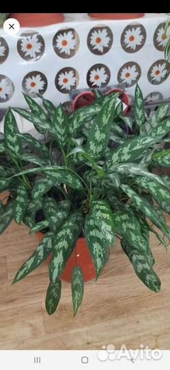 Эпифиллум, бегония, аглаонема, фикус, адениум