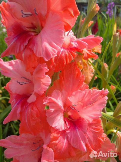 Гладиолусы луковицы