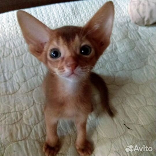 Абиссинские котята