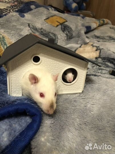 Индивидуальная передержка кошек и грызунов