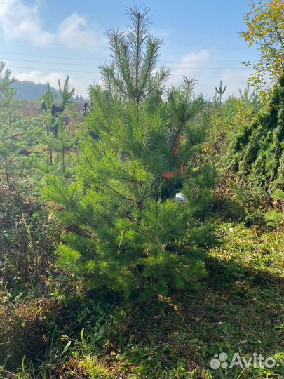 Сосна новогодняя оптом