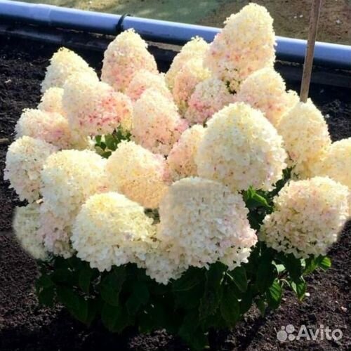 Гортензия Вайтлайт, Пинклайт, Редлайт, Бобо