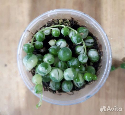 Крестовник вариегатный