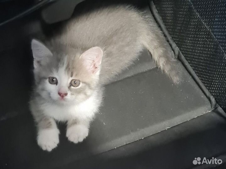 Котята отдам в добрые руки бесплатно