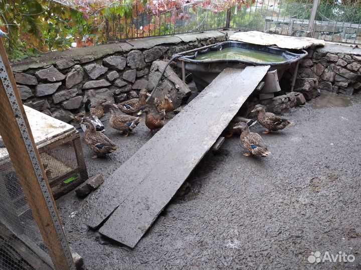 Подсадные утки