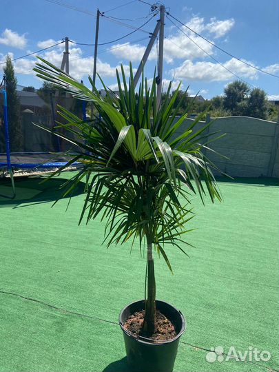 Пальма Трахикарпус форчуна