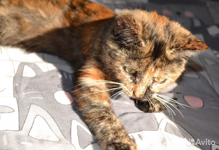 Котёнок ищет дом