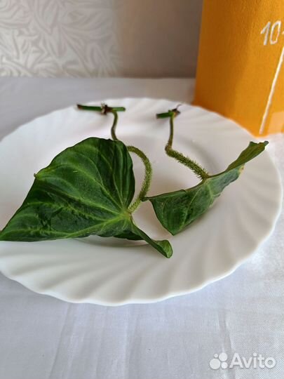 Филодендрон бородавчатый