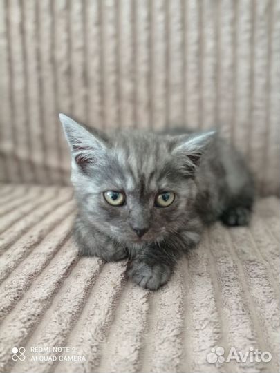 Котята прелестные