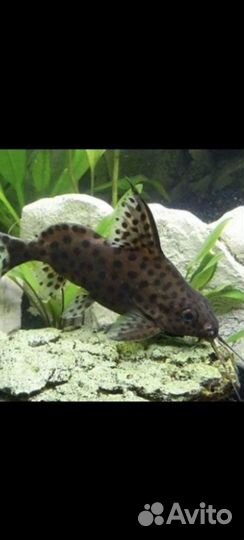 Сом синодонтис. Перевертыш Тернеции Барбусы