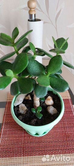 Денежное дерево