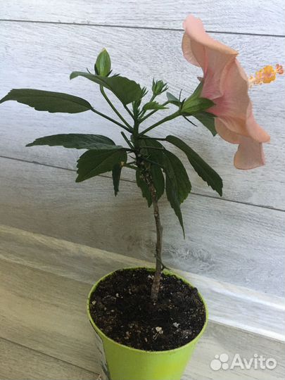 Гибискус розовый