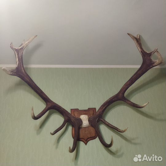 Рога оленя большие